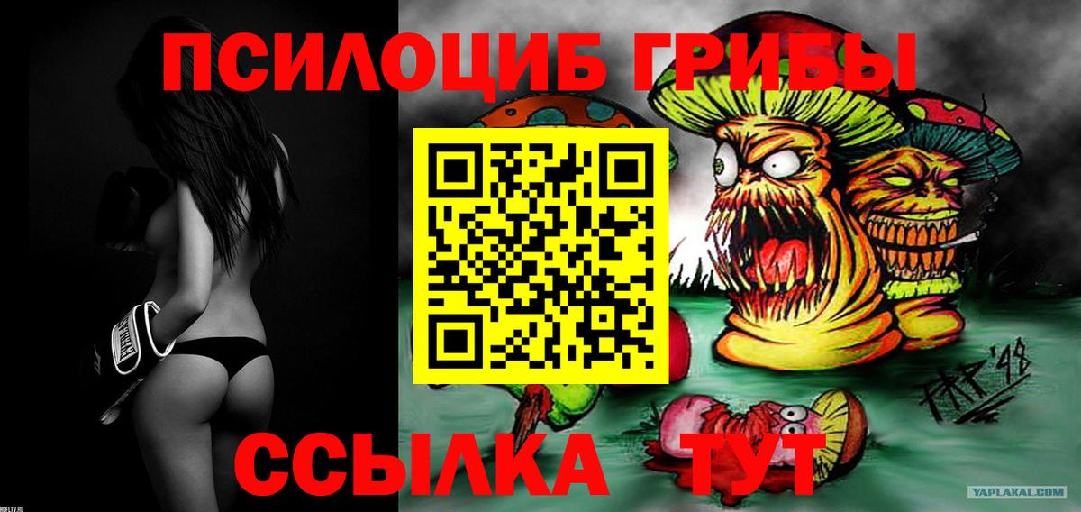 где найти наркотики  Вход с VPN  Галлюциногенные грибы мицелий  Сланцы  Псилоцибиновые грибы прущие грибы 